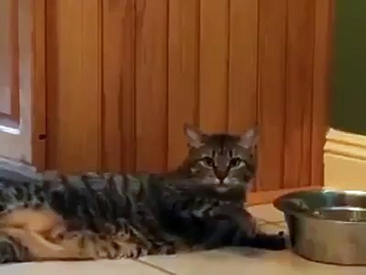 lazy cat - video Dailymotion