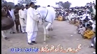Horse-dance-in-pakistan Best dance pakistan2016