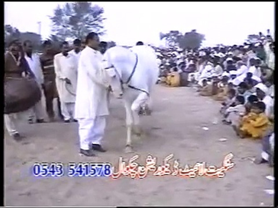 Horse-dance-in-pakistan Best dance pakistan2016