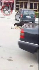 Hero dog saves another after it was hit in the highwa