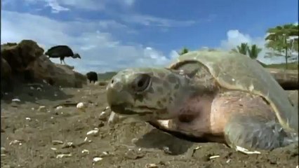 GIANT TORTOISE & TURTLES 46