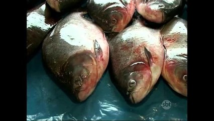 PA: Feira do Pescado oferece peixes pela metade do preço