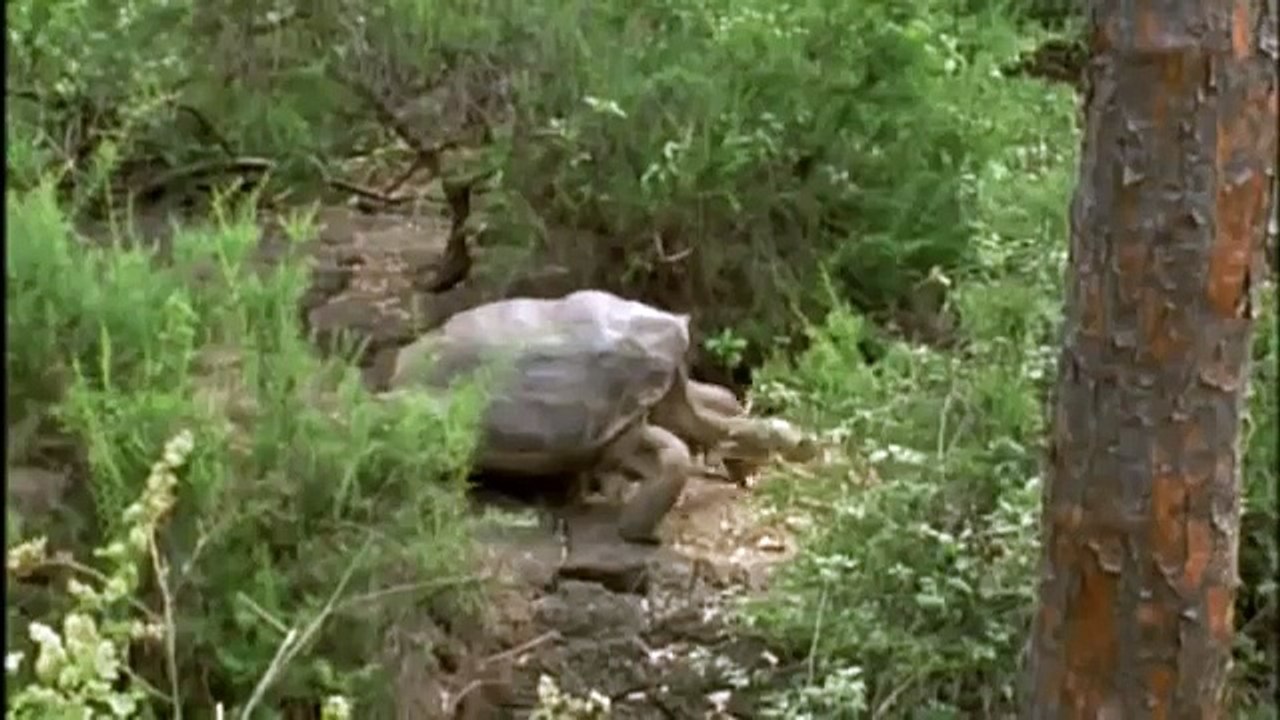 GIANT TORTOISE & TURTLES 54