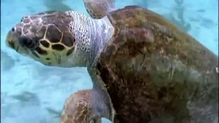 GIANT TORTOISE & TURTLES 75