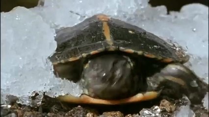 GIANT TORTOISE & TURTLES 81