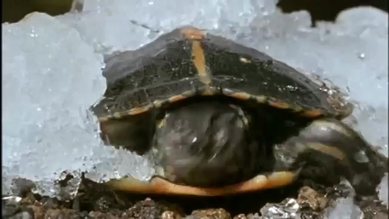 GIANT TORTOISE & TURTLES 81