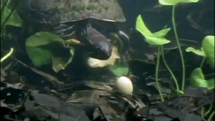 GIANT TORTOISE & TURTLES 91