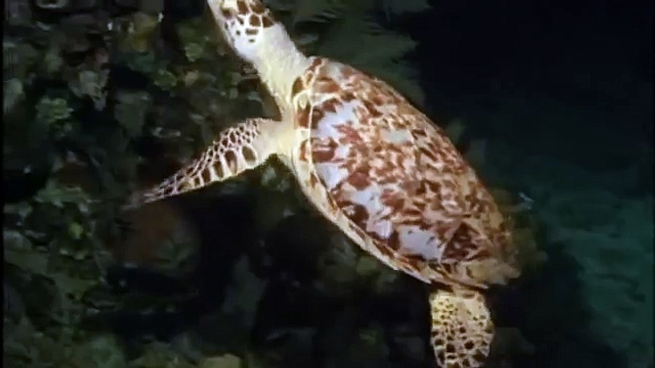 GIANT TORTOISE & TURTLES 92