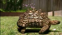 GIANT TORTOISE & TURTLES 93
