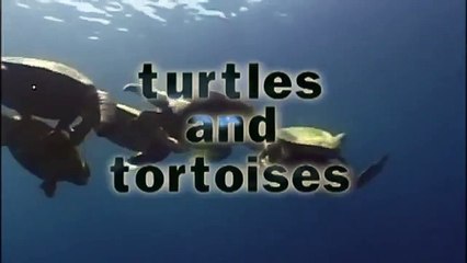 GIANT TORTOISE & TURTLES 101