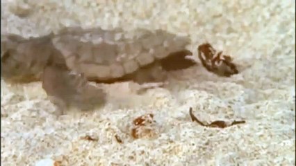 GIANT TORTOISE & TURTLES 105