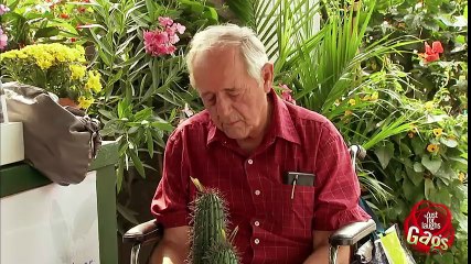 Old Man Cactus TO THE FACE!