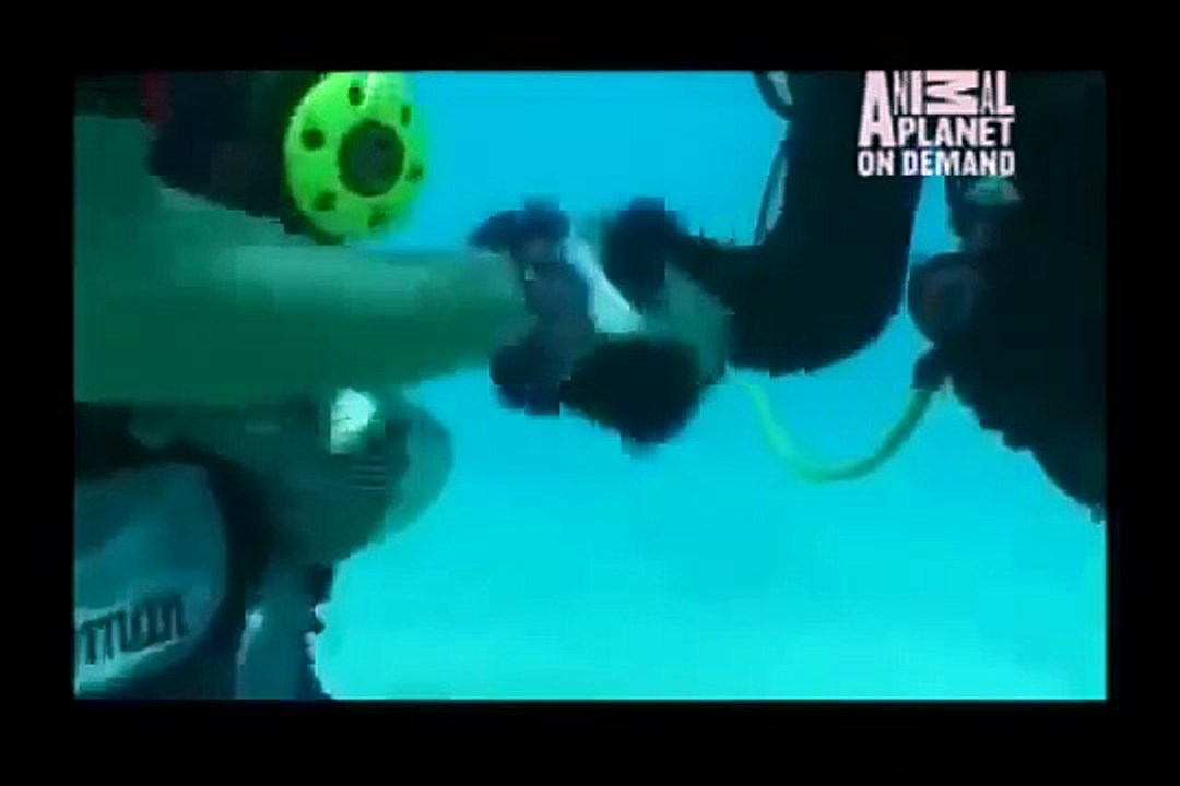 GREAT BARRACUDA ATTACK 2