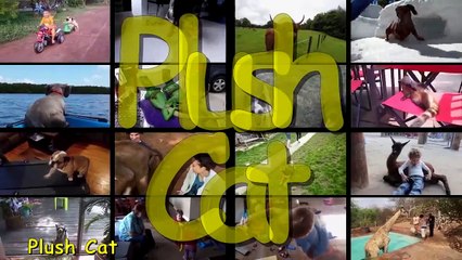 Ultimate Thug Life Compilation #23 Animal Edition