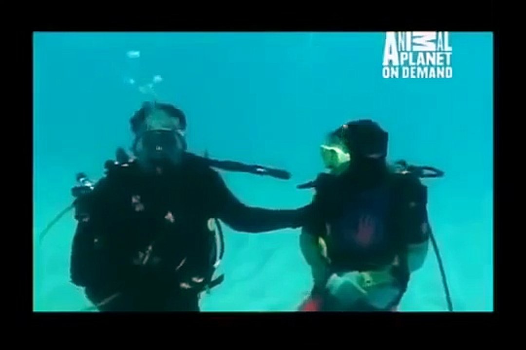 GREAT BARRACUDA ATTACK 8