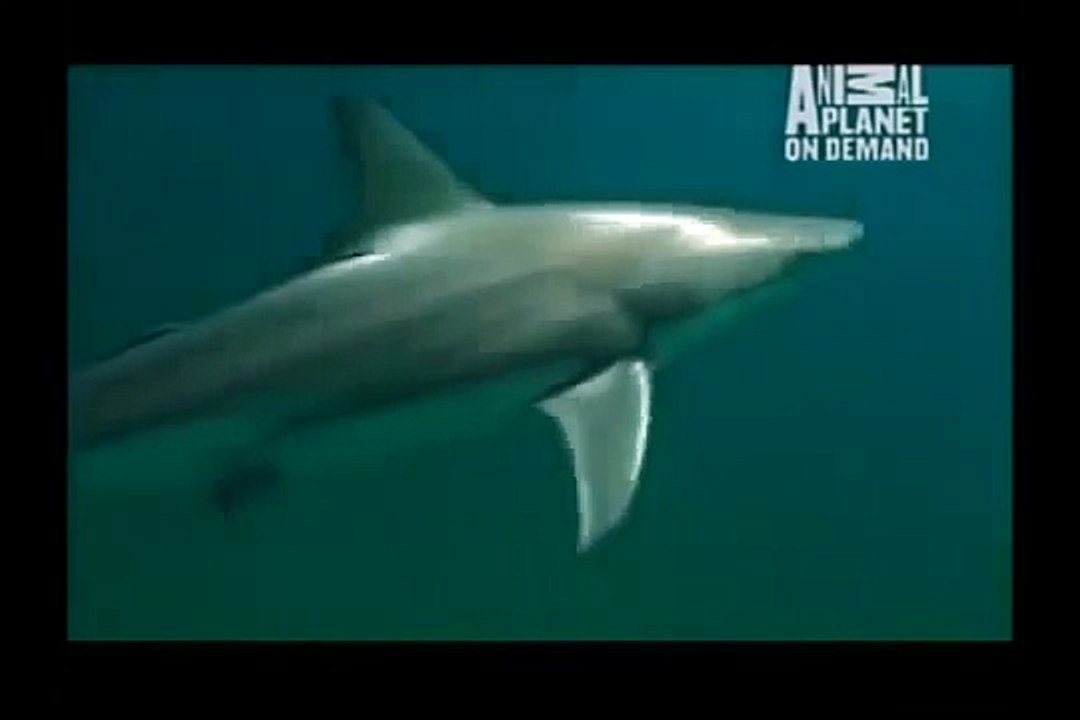 GREAT BARRACUDA ATTACK 16