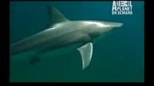 GREAT BARRACUDA ATTACK 16