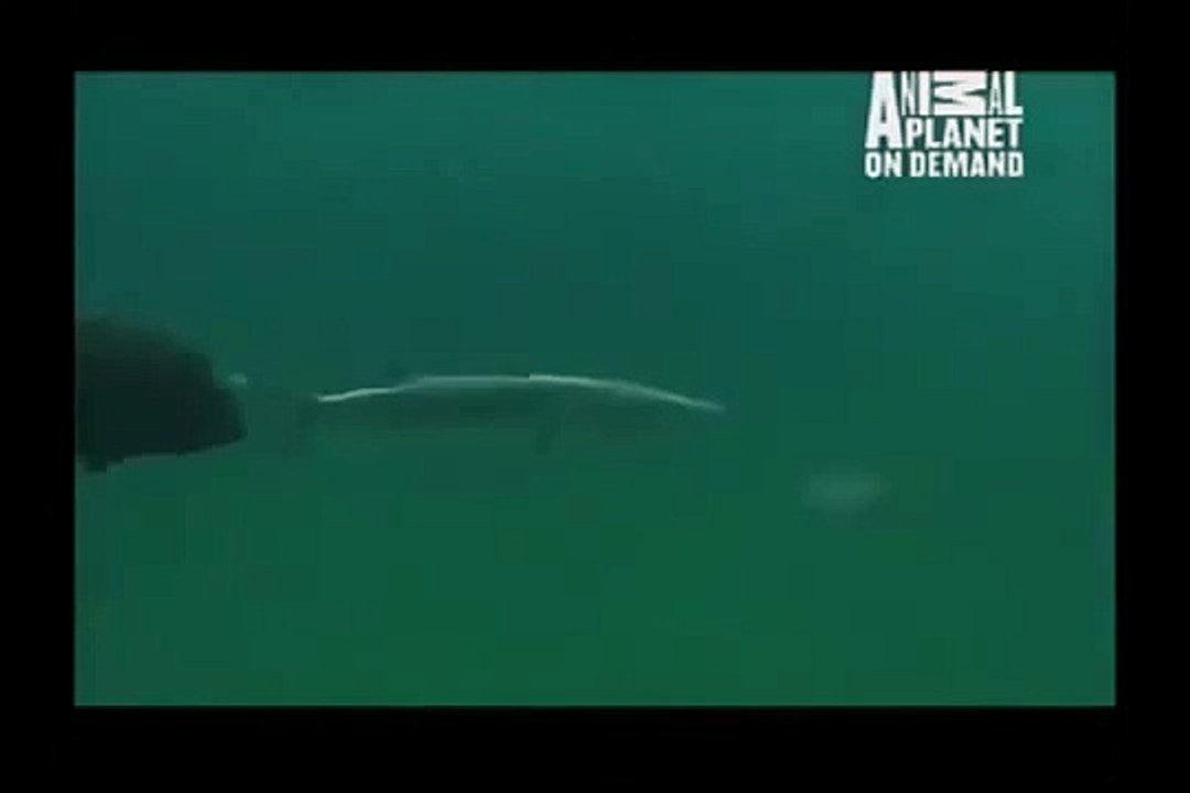 GREAT BARRACUDA ATTACK 17