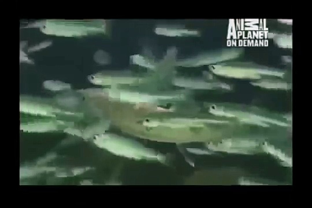 GREAT BARRACUDA ATTACK 21