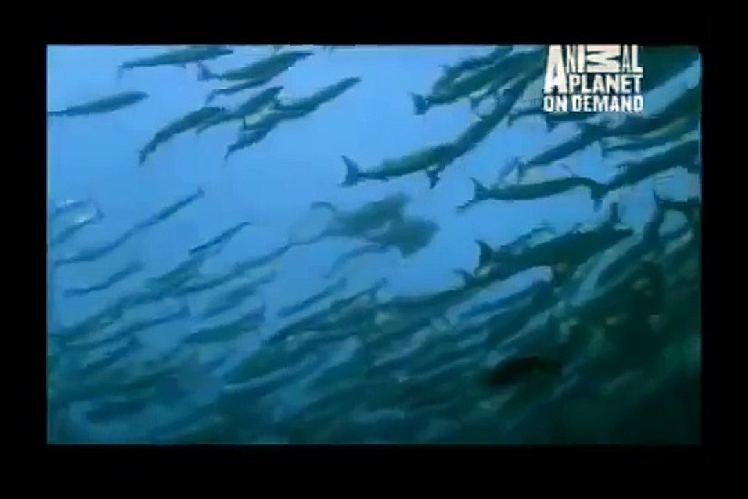 GREAT BARRACUDA ATTACK 25