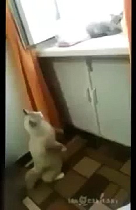 Funny Animals - A Funny Animal Videos Compilation 2015