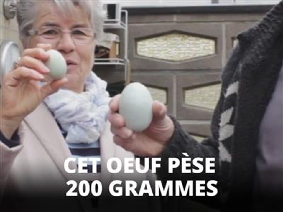 En 60 ans, c´est le plus gros oeuf a avoir été pondu