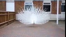Amazing dance performance by rare white peacock