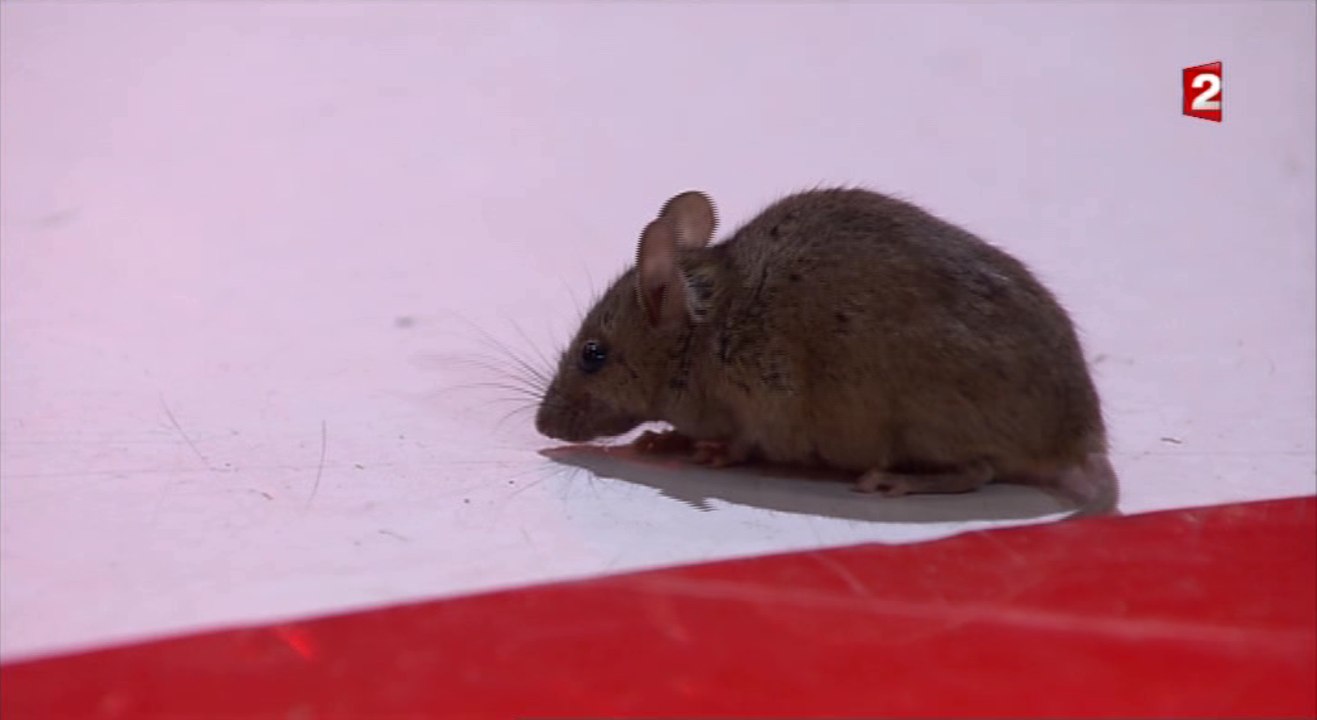Une souris sur le plateau de Vivement Dimanche ! - ZAPPING TÉLÉ BEST OF SPÉCIAL ANIMAUX DU 28/03/16