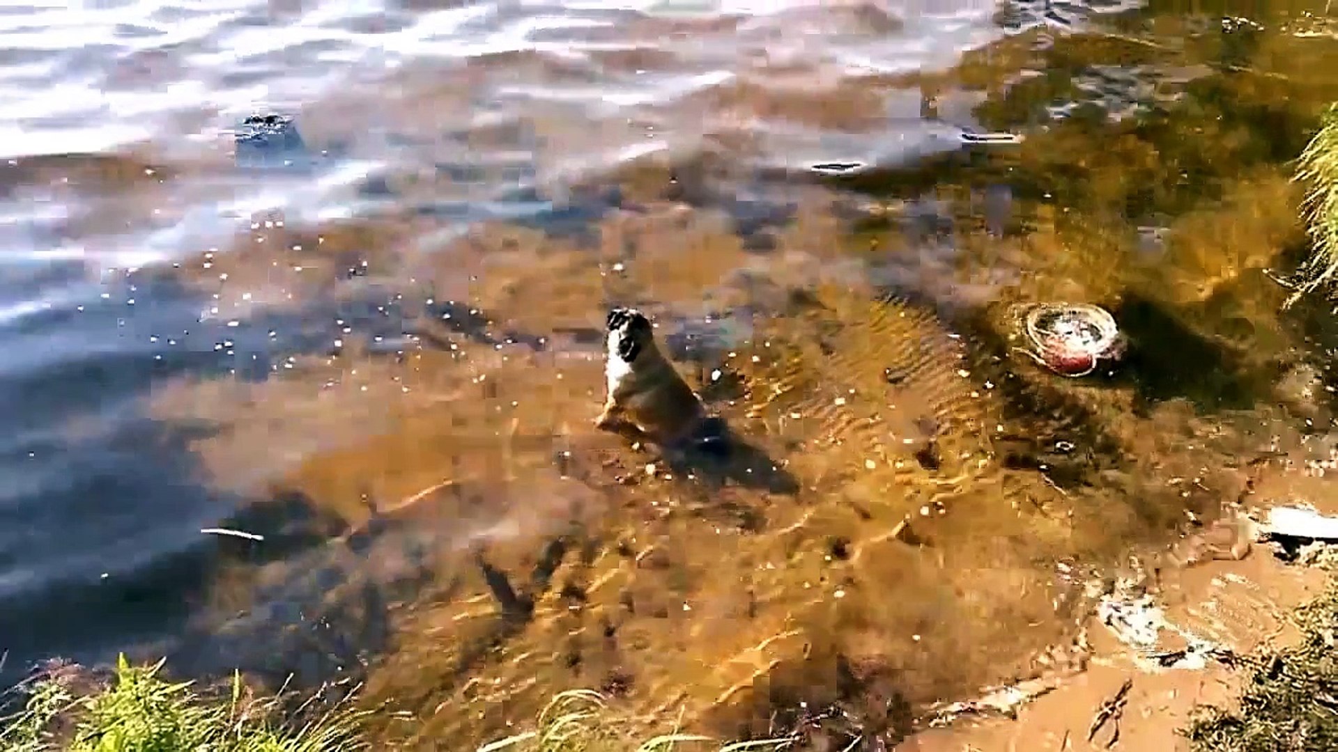 ⁣Животные приколы.Чудо МОПС))))))Funny animals.