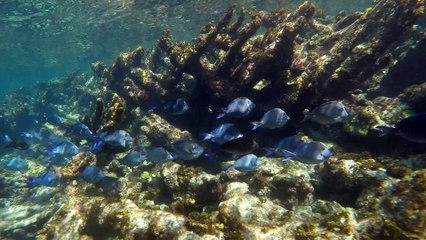 PETITE TERRE 8 MARS 2016