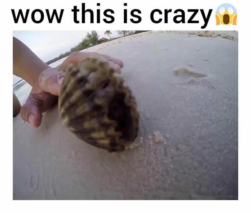 This is crazy, octopus in sea shell the aww moment