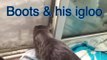 MUST SEE VIDEO: Boots the cat builds an igloo