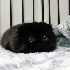 Gimo the cat with big round cute eyes