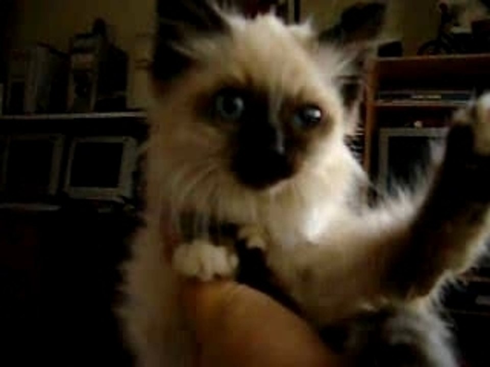 Clin d'oeil d'un chat