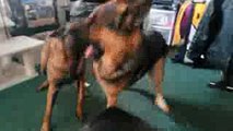 German Shepherd vs Belgian Malinois