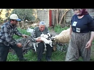 Boynuzlu koyun beşiz yavruladı