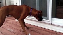 Dog Scared of Feather