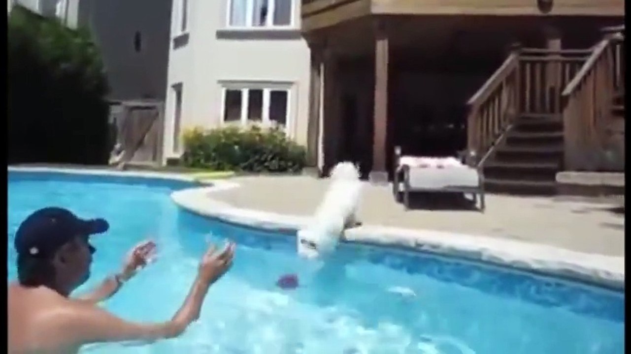 Animal Fails Compilation