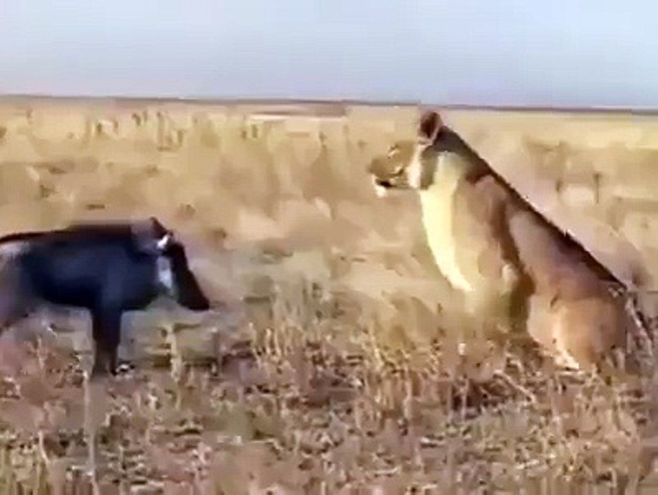 maroc insolite mort de rire fokaha cha3biya