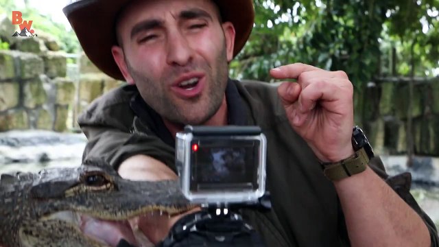 Se laisser mordre le bras par un alligator