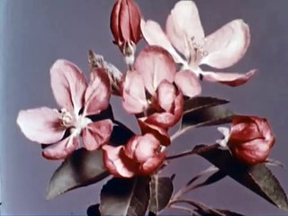 Photosynthesis - Food From The Sun (1967) - Amazing Documentary