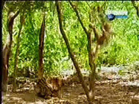 أطرف الحيوانات قرد يجنن نمرين في الغابة most funny animals monkey disturbing tigers in for