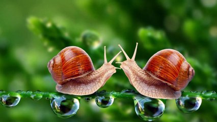 REGARDE COMME LA NATURE EST BELLE