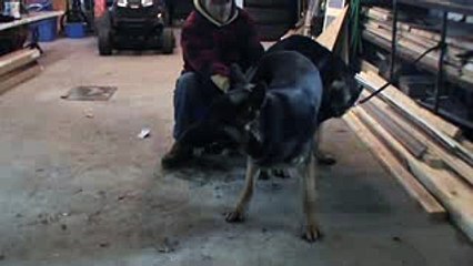 Berger Allemand Chiots - Accouplement