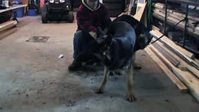 Berger Allemand Chiots - Accouplement