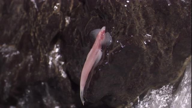 Some Fish Swim. Weirder Fish Hop. This Fish ​Waddles