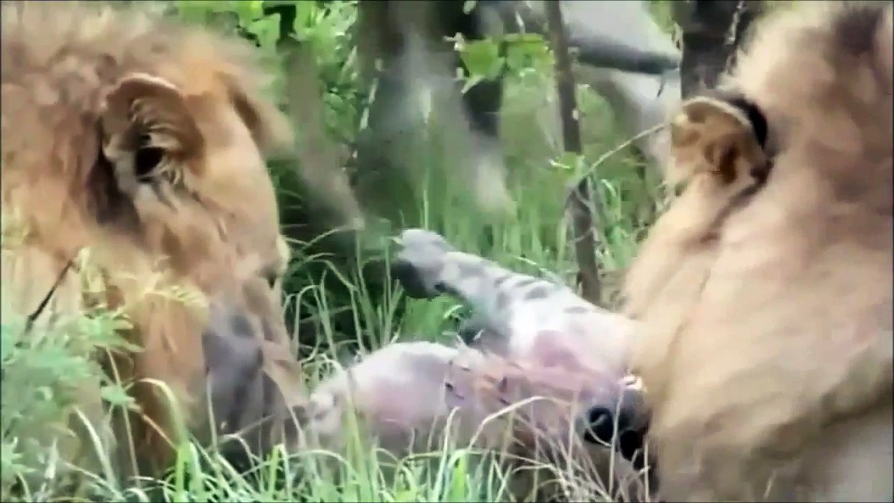 Lions vs. Hyenas