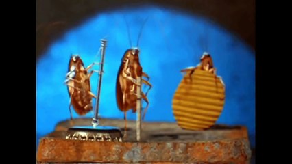 The GREAT ULTIMATE try not to laugh challenge