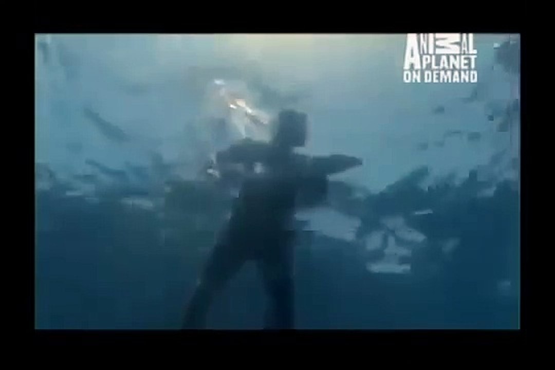 GREAT BARRACUDA ATTACK 33