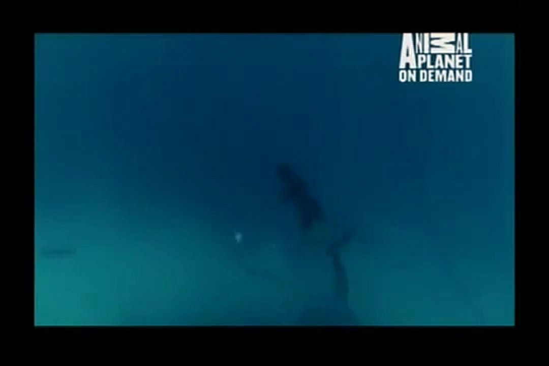 GREAT BARRACUDA ATTACK 34